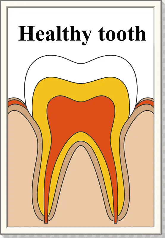 牙齿器官