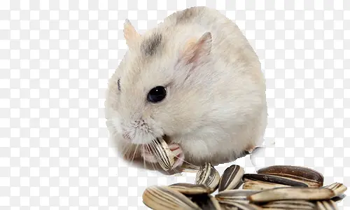 仓鼠