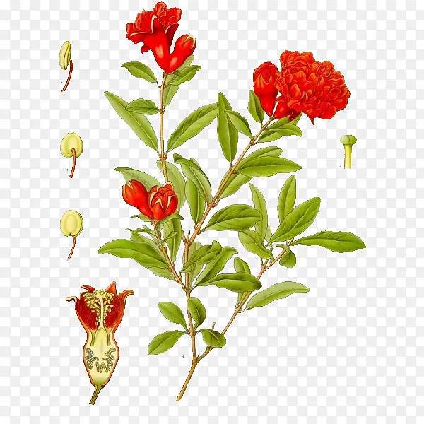 手绘石榴花