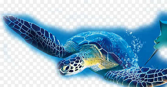 蓝色大海龟素材背景