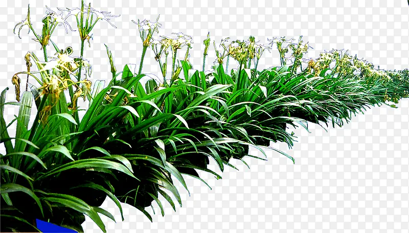 高清摄影创意绿色植物兰草