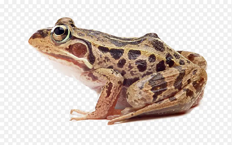 帅气的青蛙褐色实物图