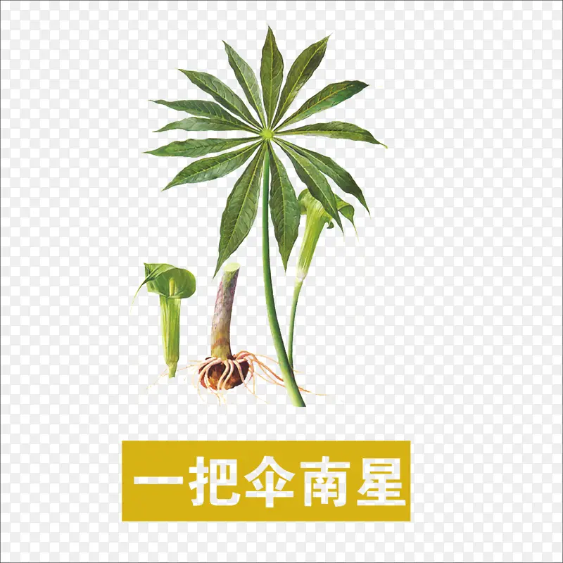 一把伞南星