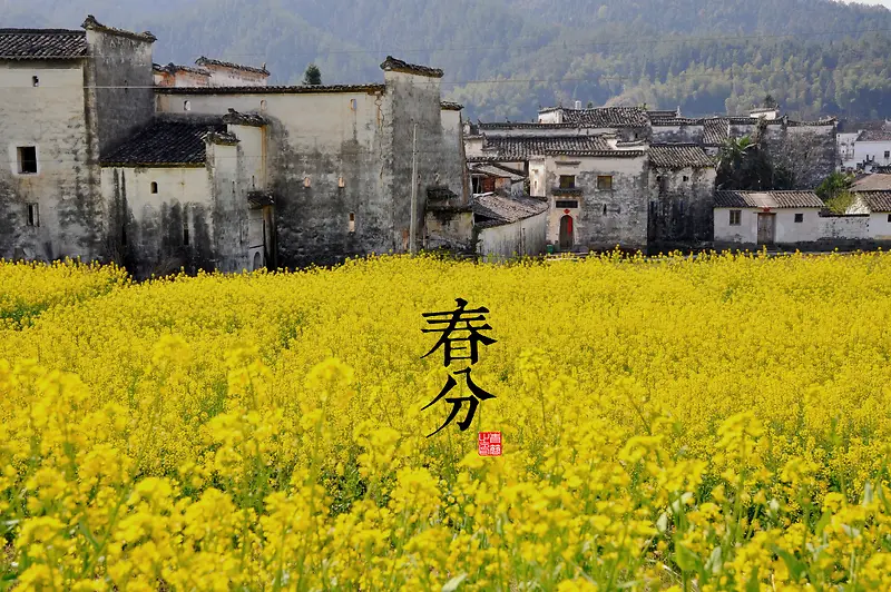 野外的老房子油菜花