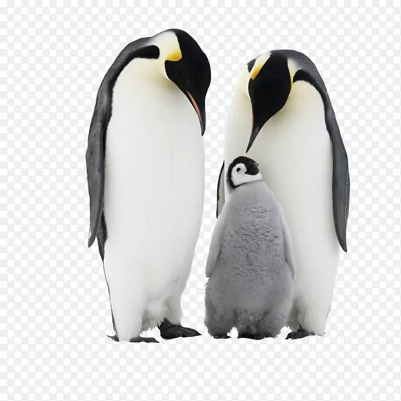 可爱企鹅一家人