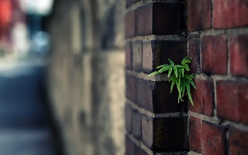 摄影素材植物墙上生长