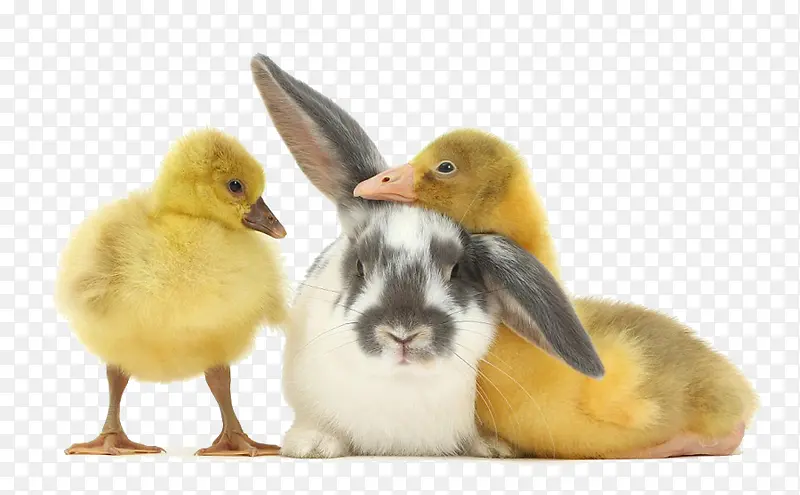 小鸭子和小兔子