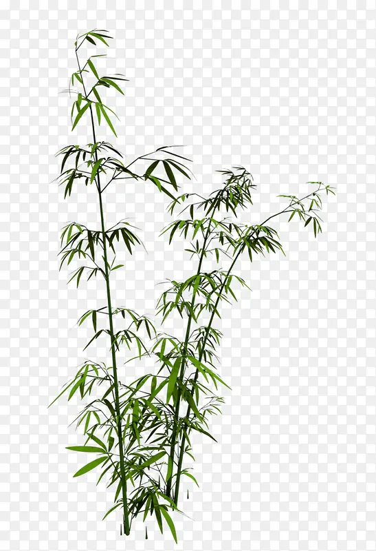 绿色植物竹子竹叶