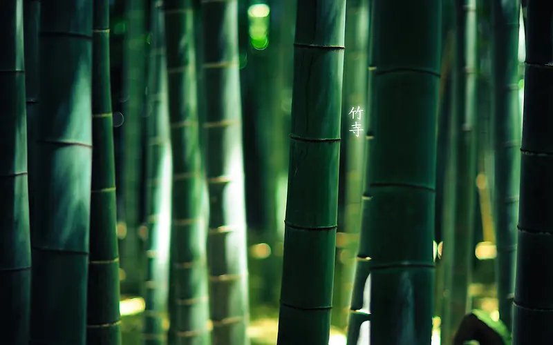 竹子绿色植物清新