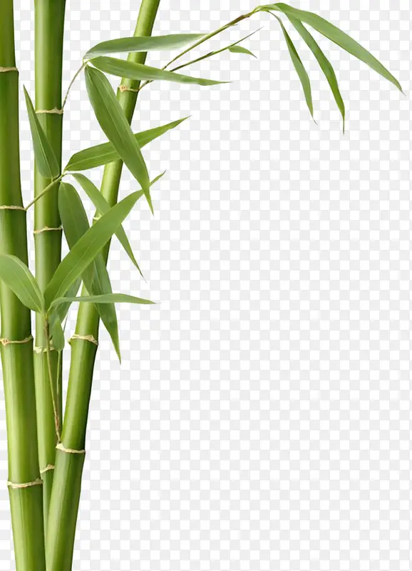 竹子竹叶绿色植物