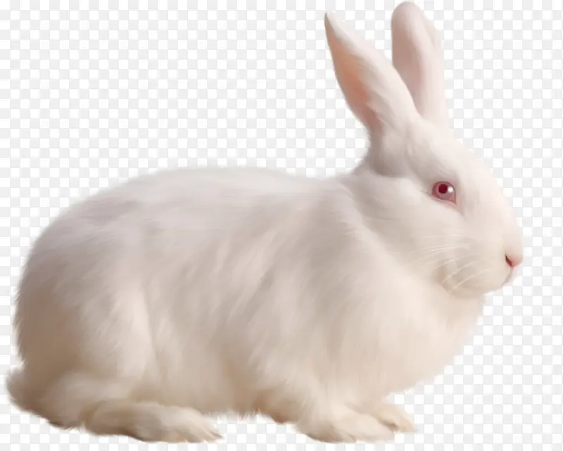 白色动物小兔子