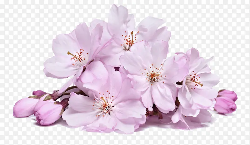 粉色唯美桃花花朵装饰图案