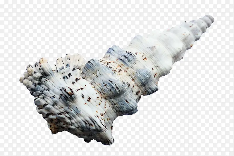 漂亮的斑点纹海贝壳