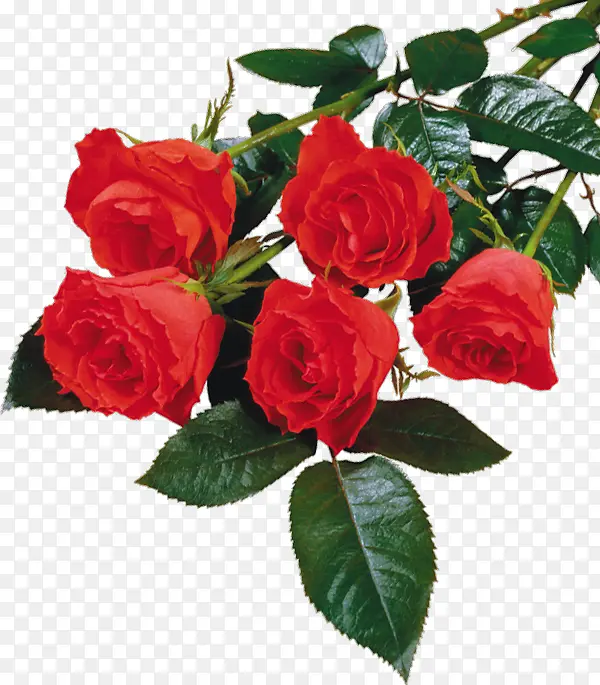 高清红色玫瑰花绿叶名片