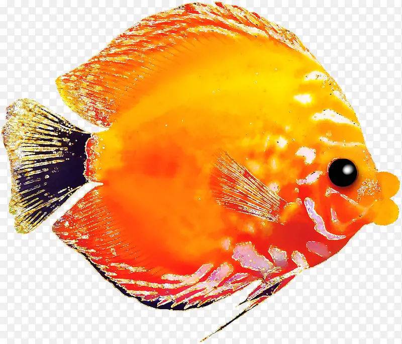 漂亮红色小鱼