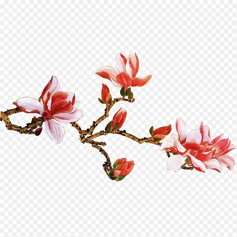 花枝PNG图片素材下载_图片编号ydonjkgp-免抠素材网