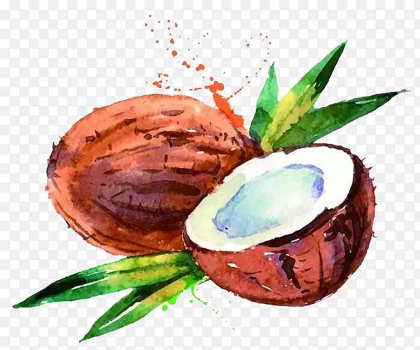 手绘水彩绘画水果椰子