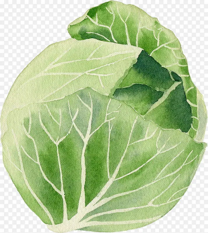卡通手绘蔬菜装饰海报设计包菜