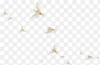 成群飞翔和平鸽效果拍摄图