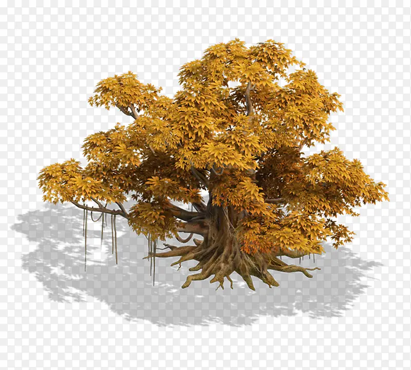 金色榕树