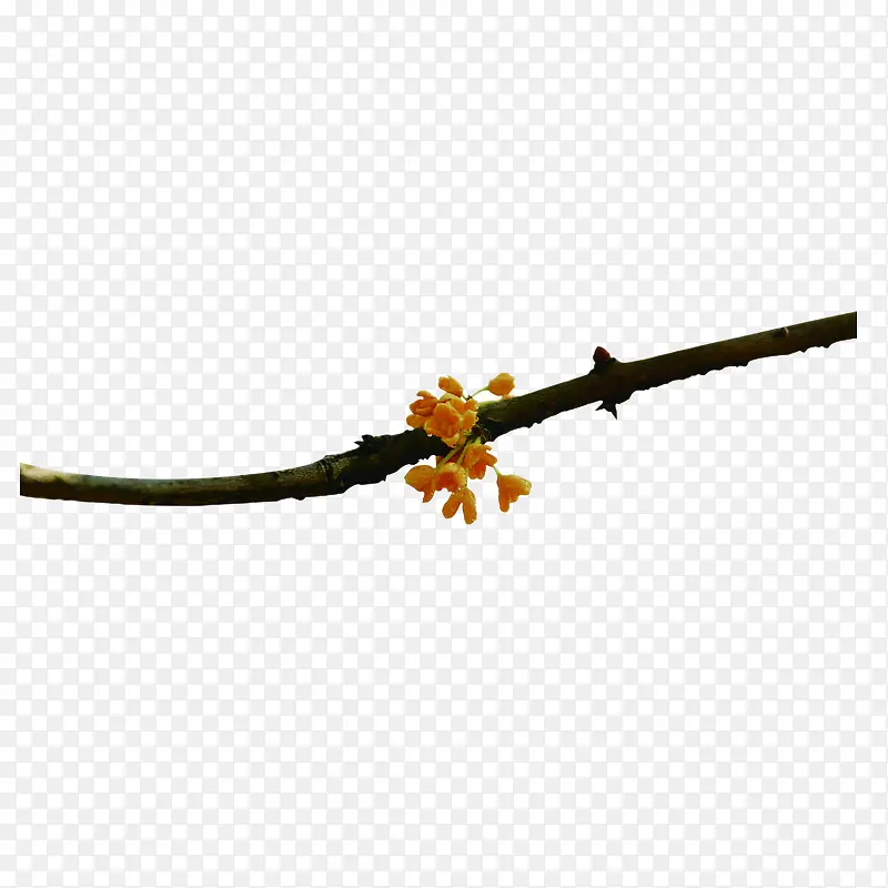 桂花