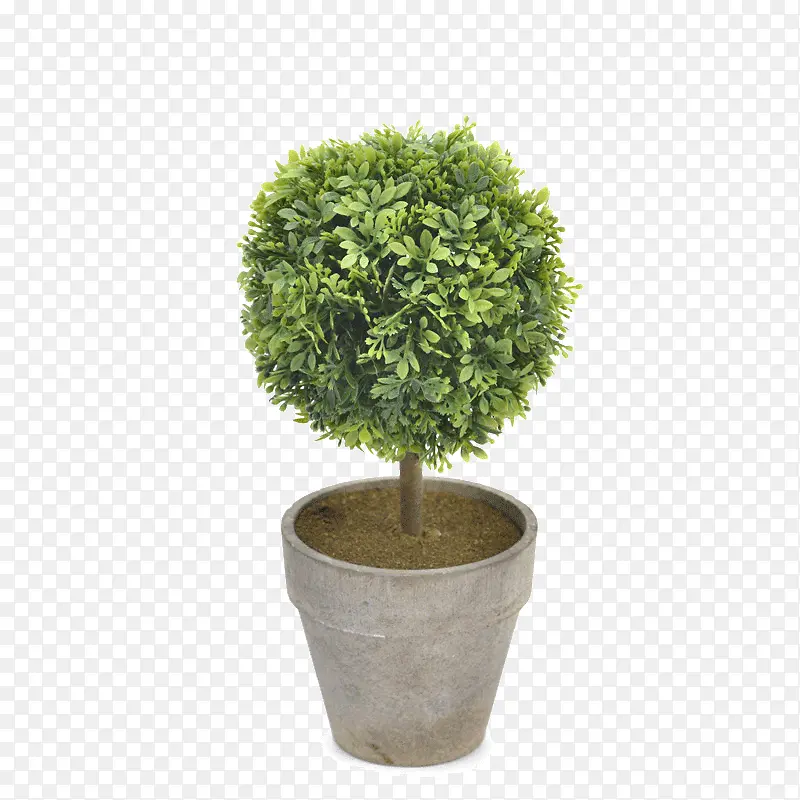 一盆绿植