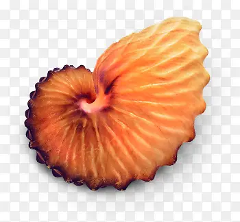 橙色古老海螺七夕情人节