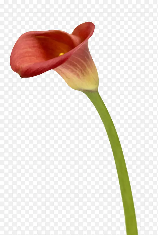 红色植物像喇叭的一朵大花实物