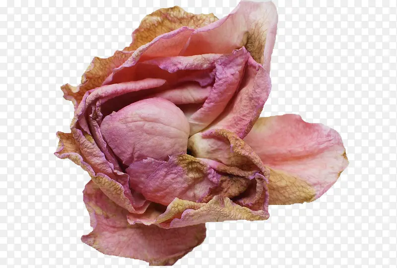粉色玫瑰干花