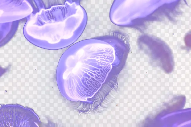 水母