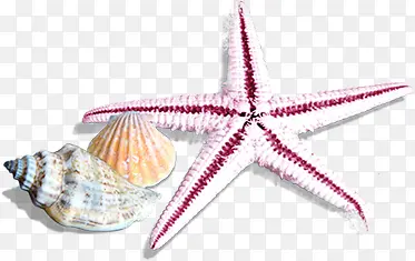 高清摄影海边的贝壳海星