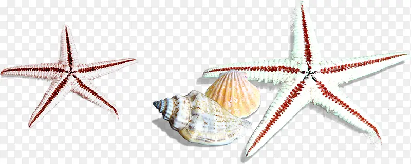 海星海螺贝壳高清