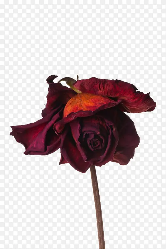 红色干玫瑰花