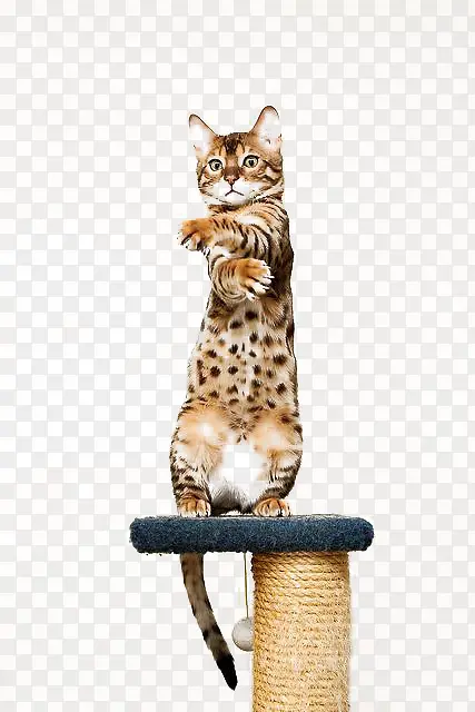 站立猫咪