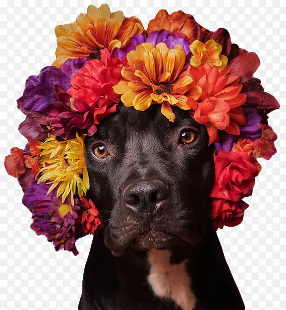 戴花环的狗狗