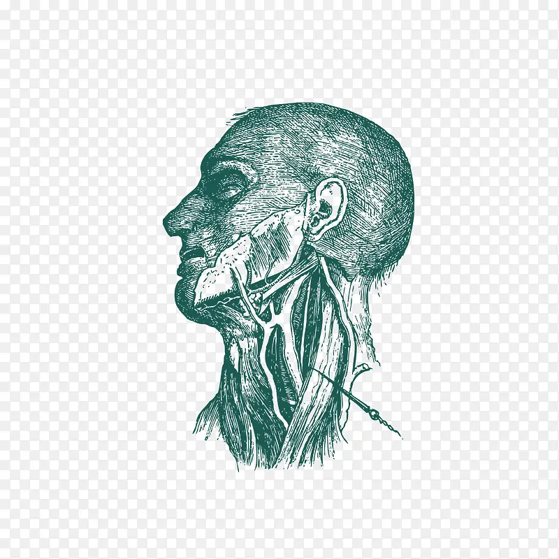 精致手绘人体血管矢量图