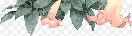 粉色牵牛花