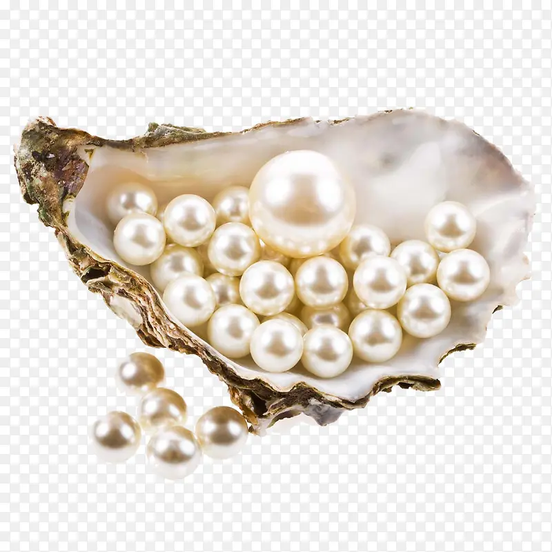 美丽的珍珠贝壳