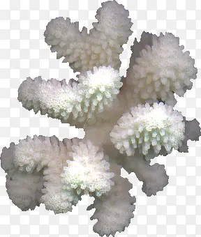 珊瑚装饰图片