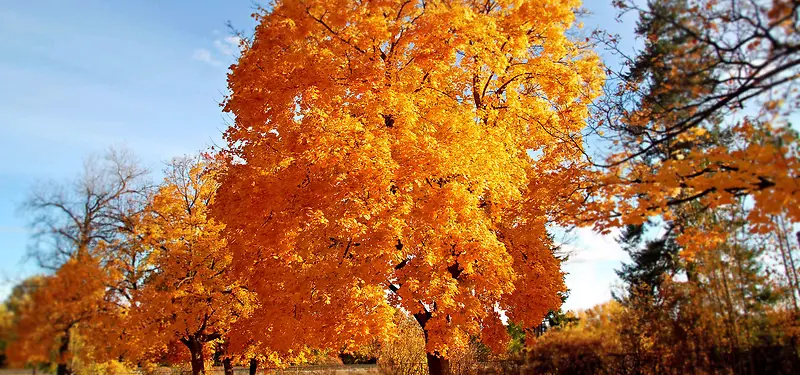 秋天大树摄影