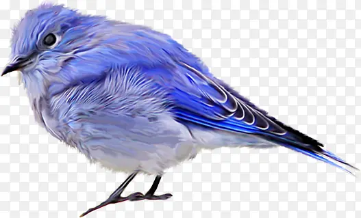 蓝色羽毛的小鸟