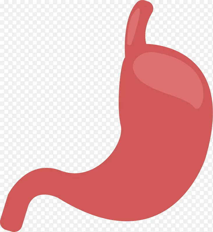 胃部简单手绘器官图