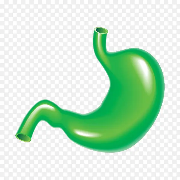 绿色人体胃部模型