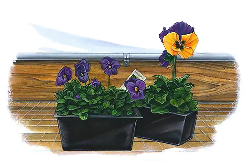 紫花箱