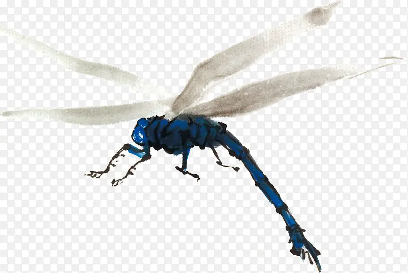 蓝色昆虫蜻蜓