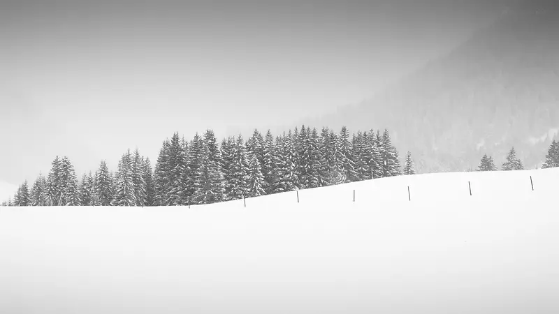灰色雪景树林壁纸