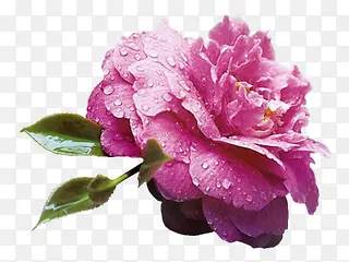 带有露水的粉色芙蓉花
