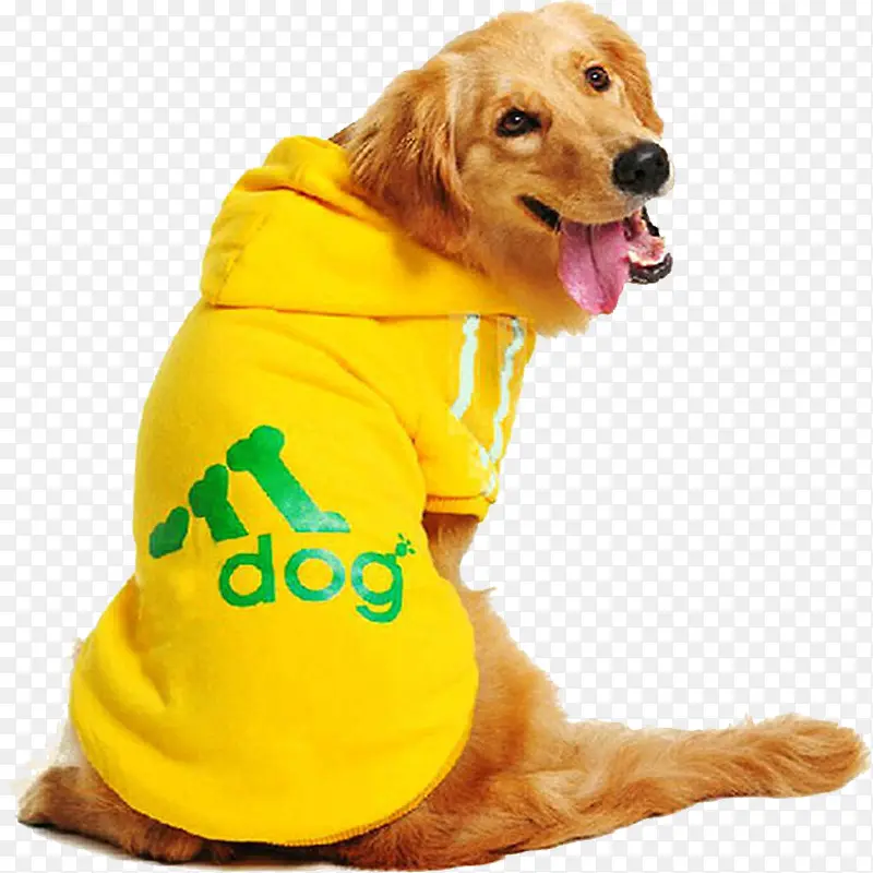 金毛导盲犬