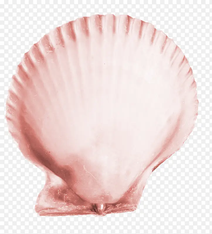 粉色扇贝