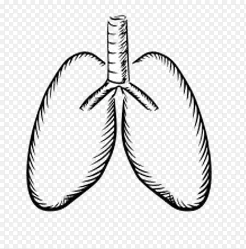 气管和肺
